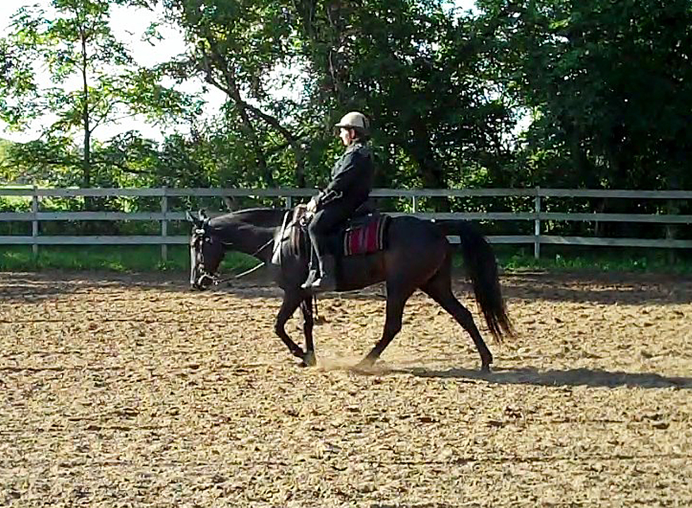Gaited Western Dressage? Naturally Gaited