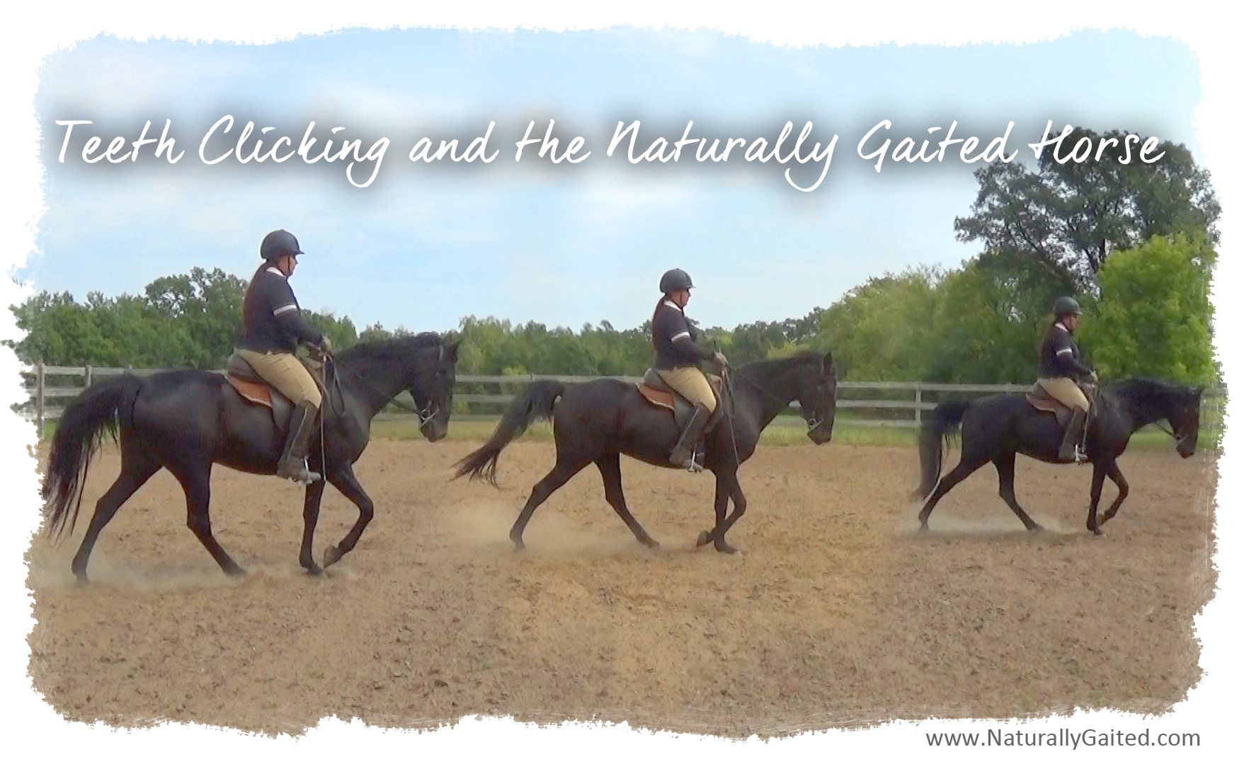 Teeth Clicking in the Naturally Gaited Horse Naturally Gaited