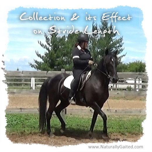Tennessee walking horse dressage Naturally Gaited