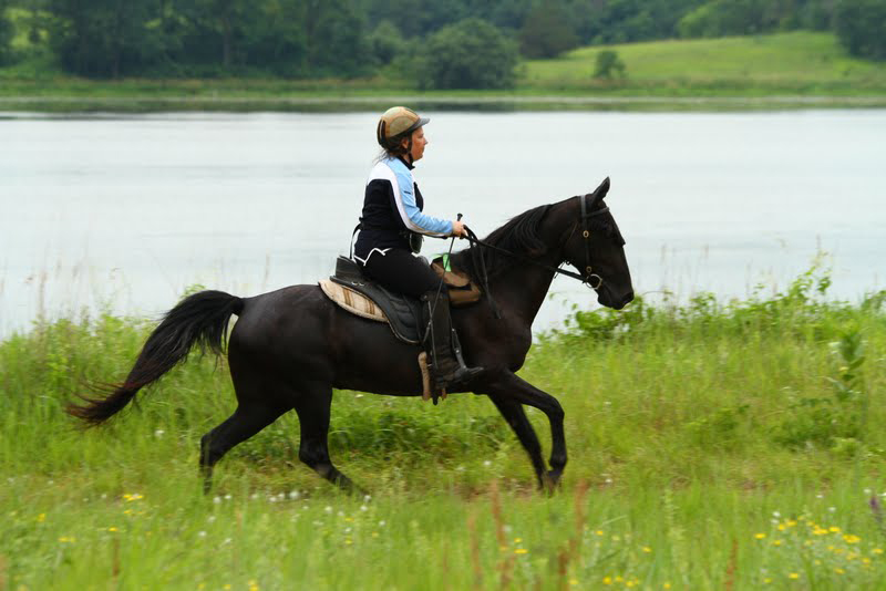 Endurance riding with a gaited horse Naturally Gaited Horse