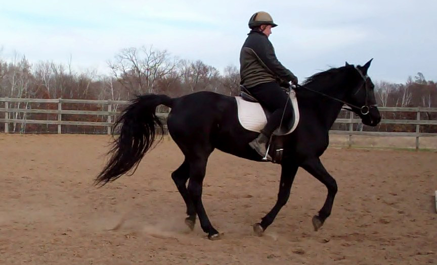 Starting the gaited horse in canter Naturally Gaited Horse