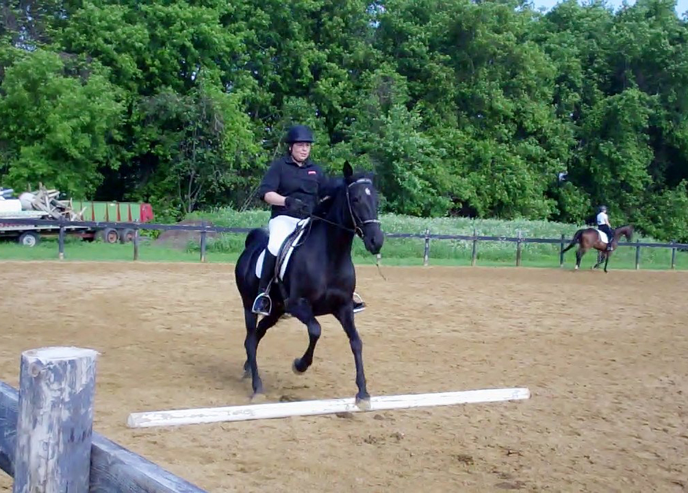 Gaited Dressage A Course of Ground Rails Naturally Gaited Horse