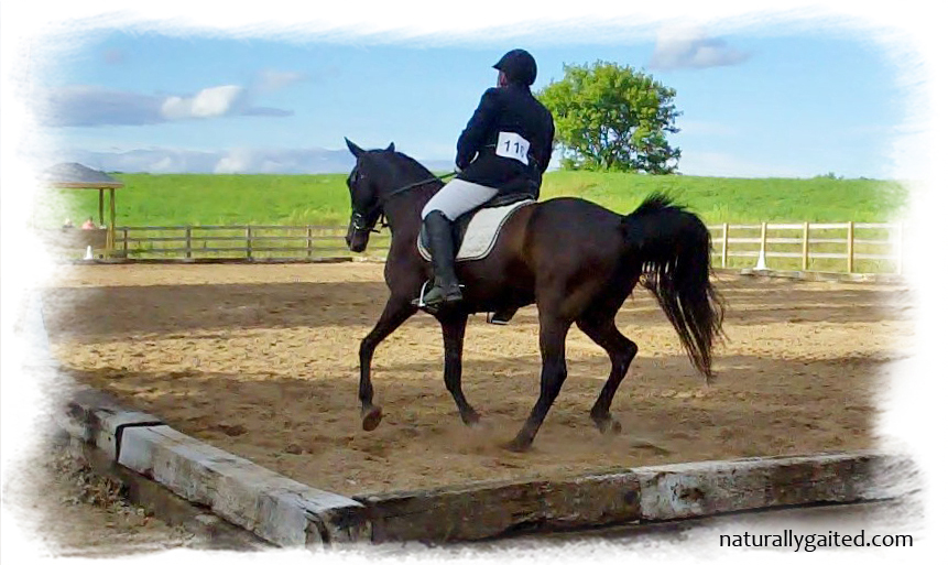 Gaited Dressage at St. Naturally Gaited Horse