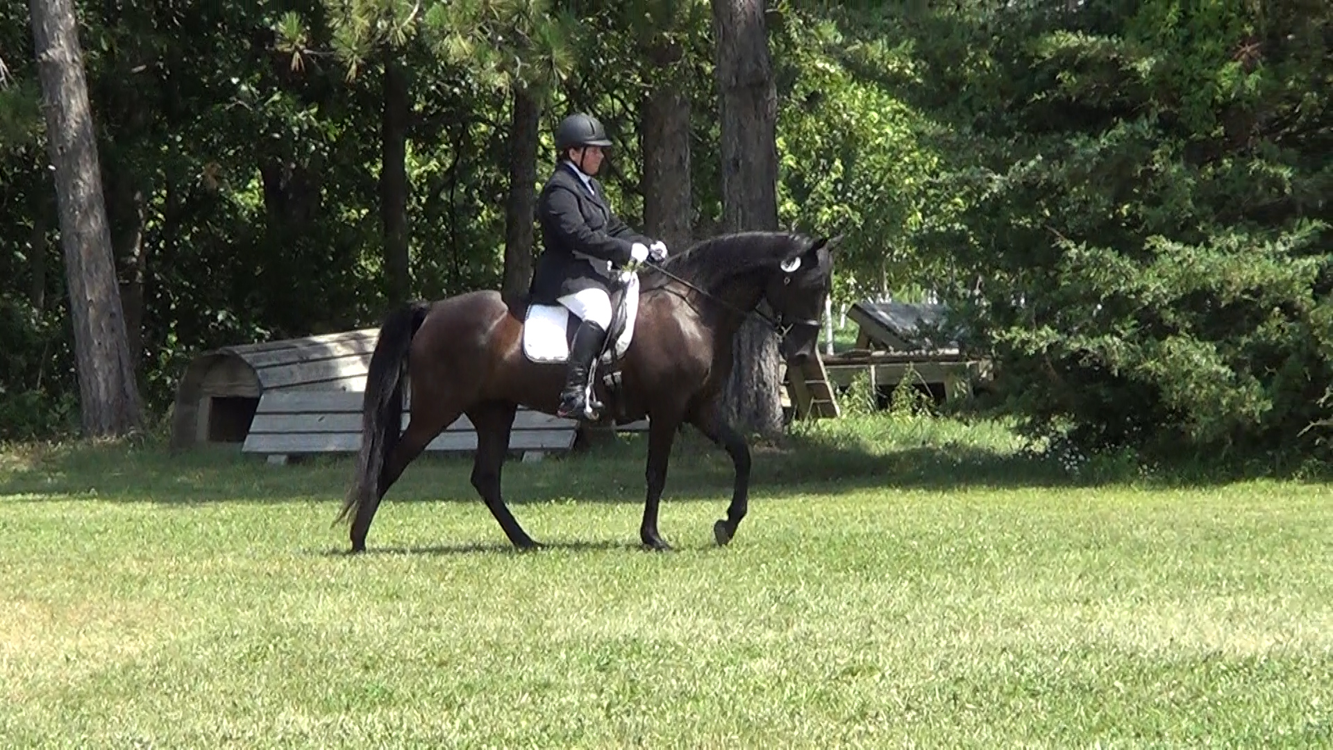 Gaited dressage Naturally Gaited Horse