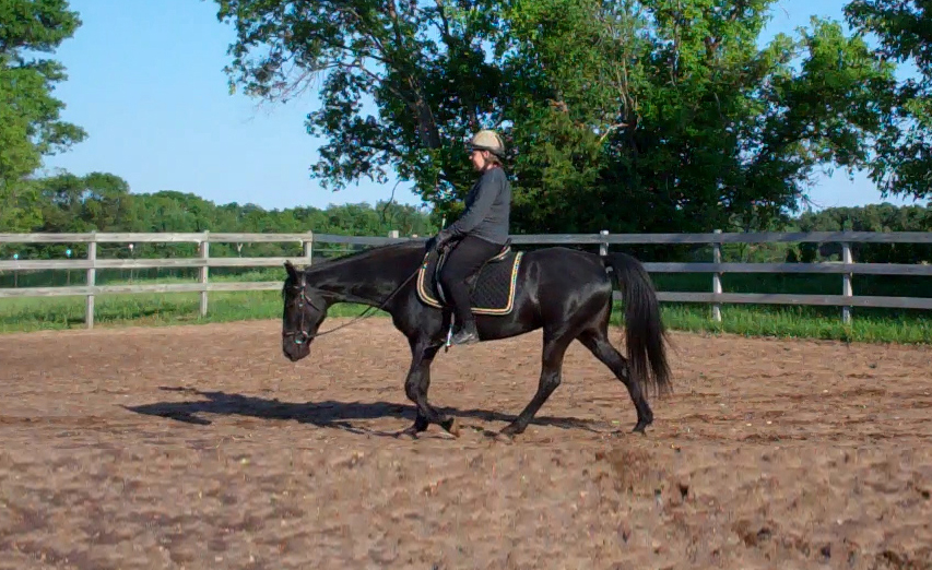 second thoughts about long and low Naturally Gaited Horse