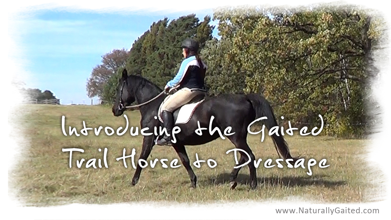 The Gaited Trail Horse and Dressage Naturally Gaited Horse