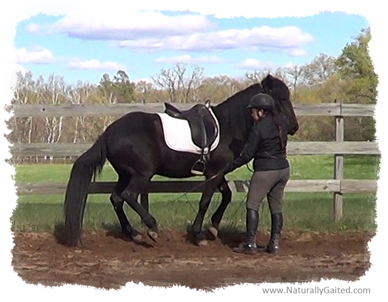 Upper Level Movements & the Naturally Gaited Horse Naturally Gaited Horse
