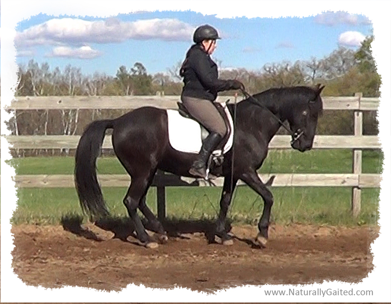 Upper level movements for the naturally gaited horse Naturally Gaited