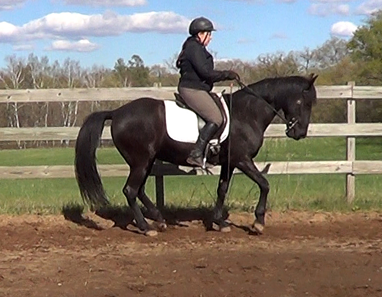 can German dressage and French dressage coexist Naturally Gaited Horse