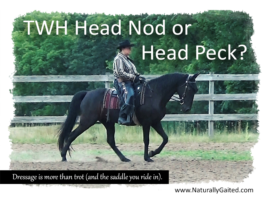 TWH Head Nod or Head Peck? Naturally Gaited Horse