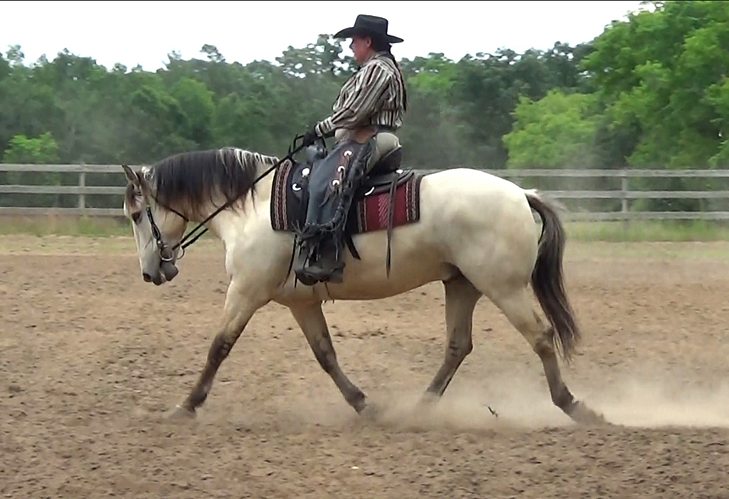 A Full Week Western Dressage, Cow Sorting & Endurance Naturally