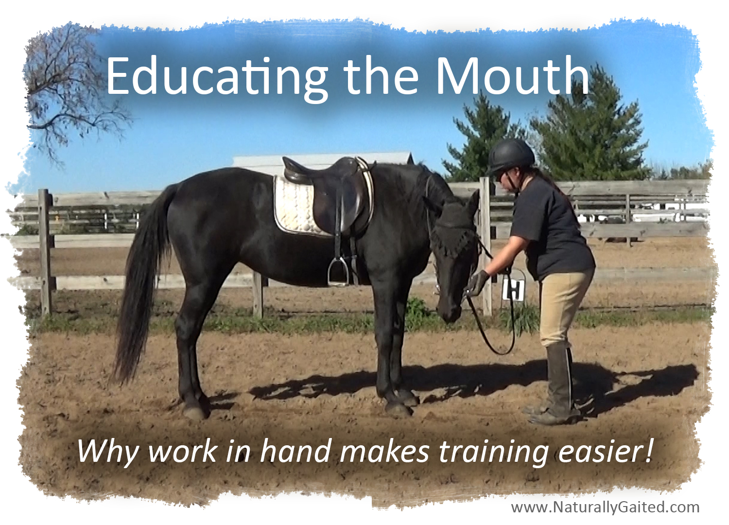 Why Work in Hand makes Training Gaited Horses Easier Naturally Gaited