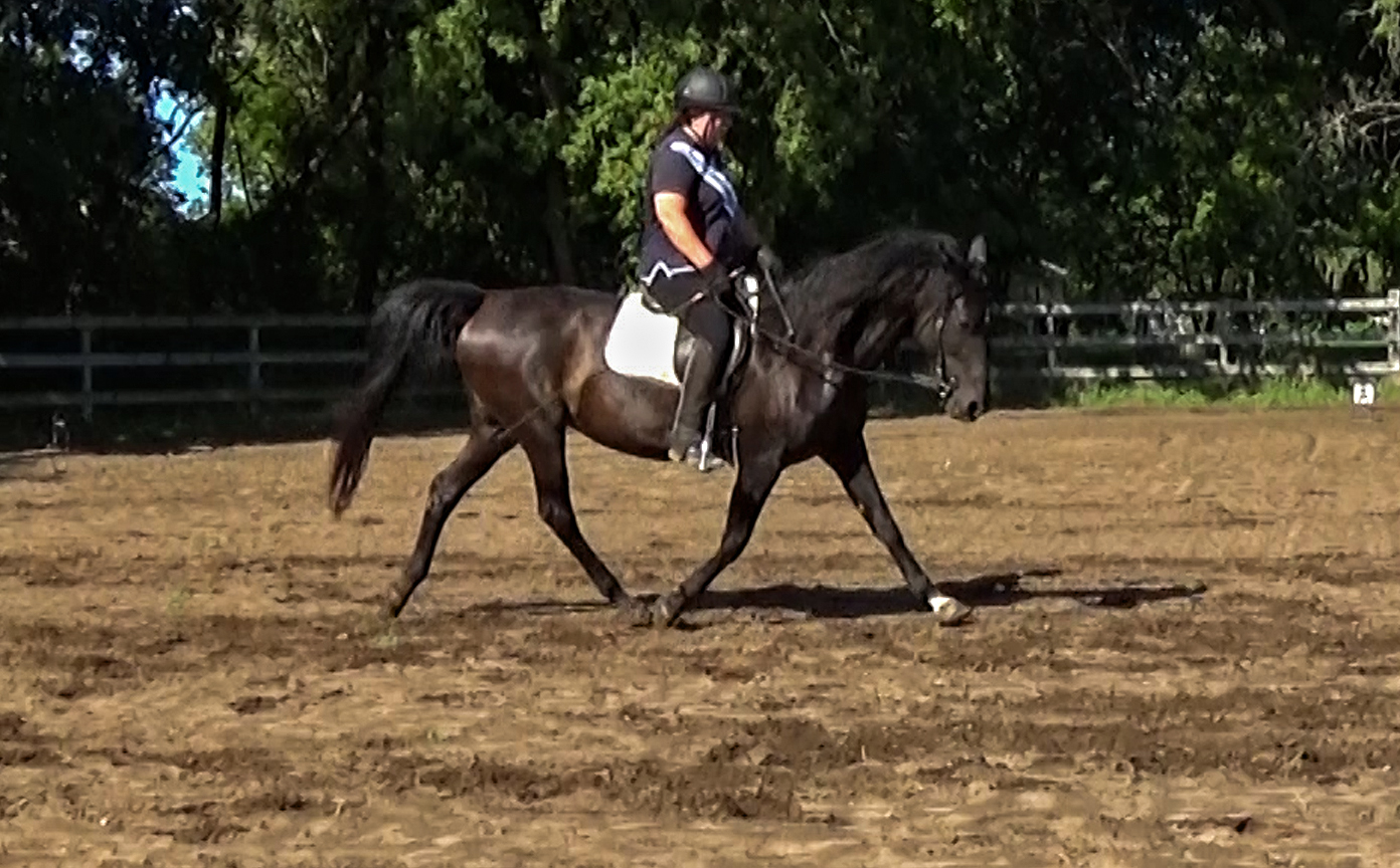 Benefits of trotting the gaited horse on cue Naturally Gaited Horse