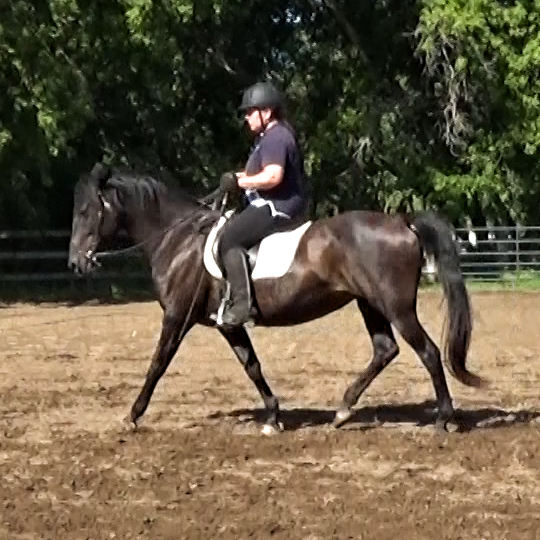 Benefits of trotting the gaited horse Naturally Gaited