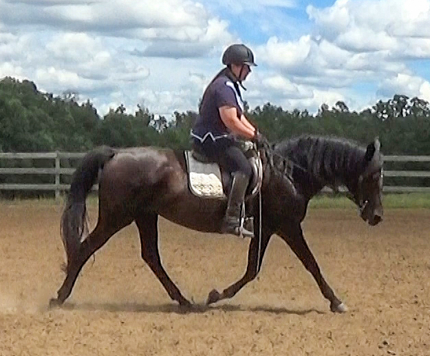 quality trot on cue Naturally Gaited Horse