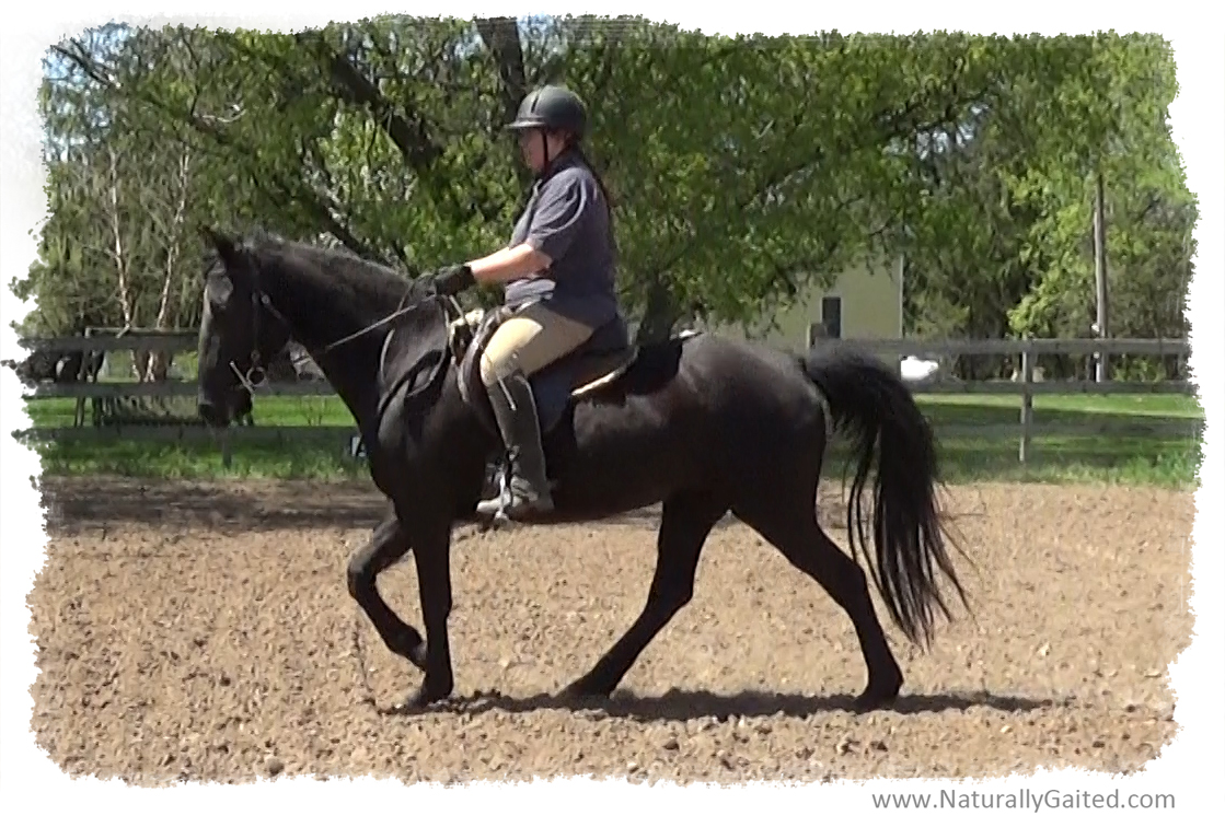 Naturally Gaited Dream Ride Naturally Gaited Horse