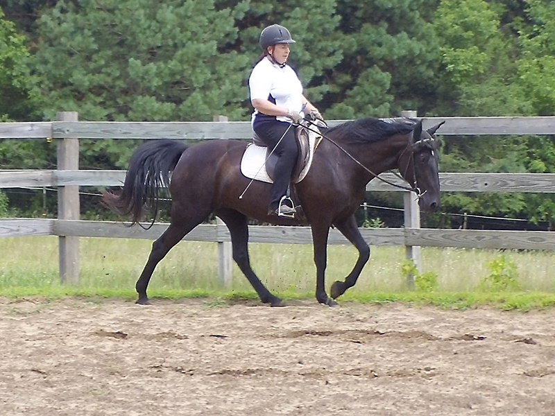 Naturally Gaited Tennessee Walking Horse Flat walk Naturally Gaited Horse