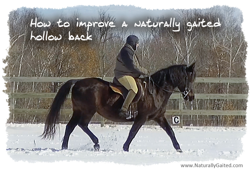How to improve a naturally gaited hollow back Naturally Gaited Horse