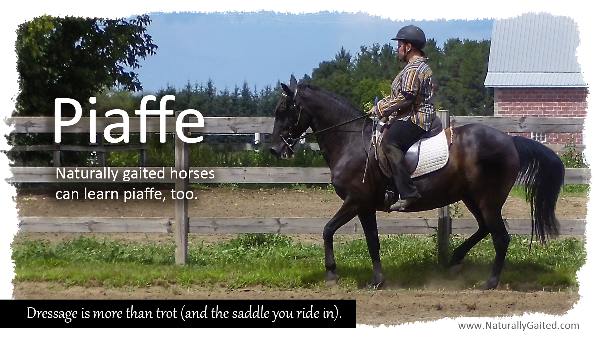 Tennessee walking horse dressage Naturally Gaited