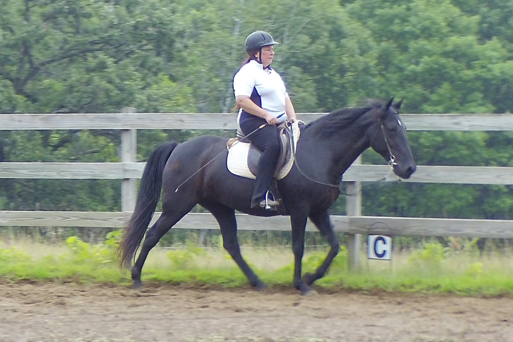 gaited horse flat walk on a loose rein in balance Naturally Gaited Horse
