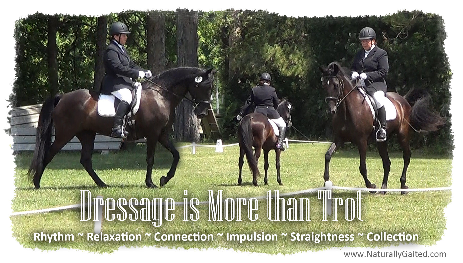 Naturally Gaited Horse Training with Dressage