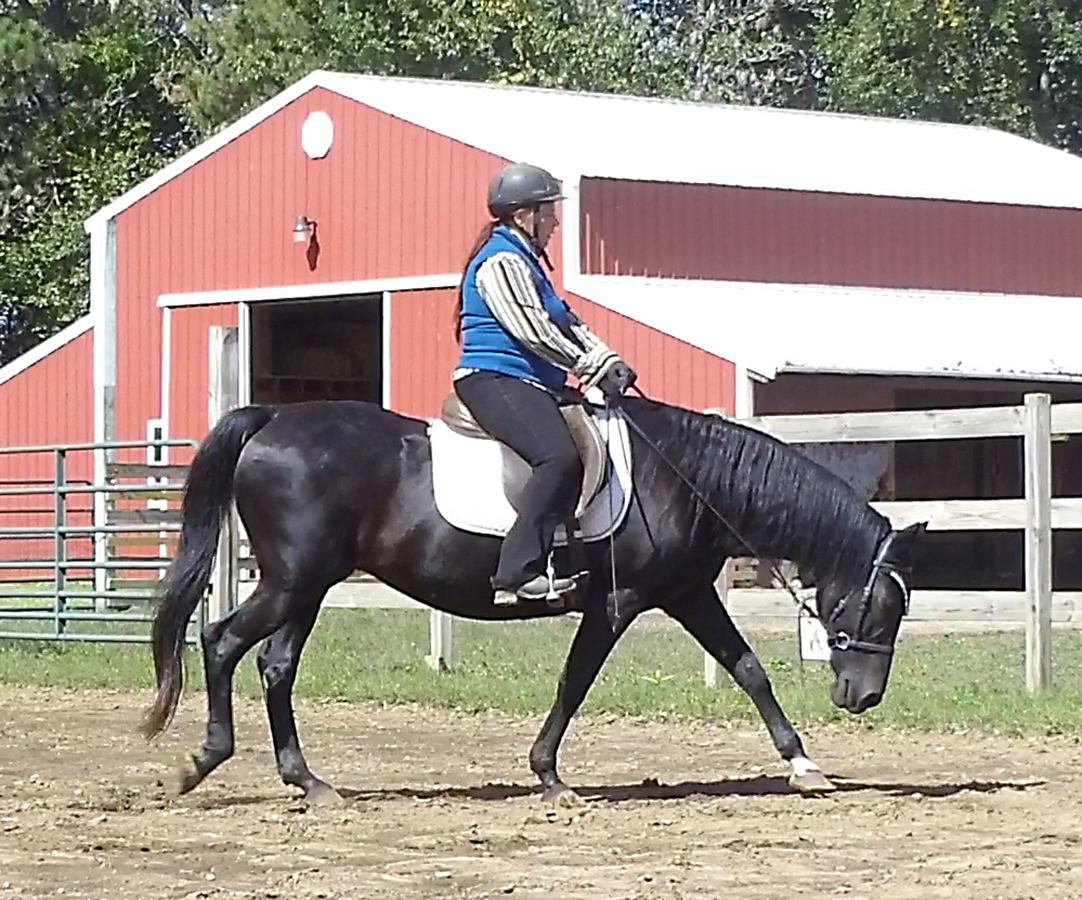 Pace & the Naturally Gaited Horse Naturally Gaited