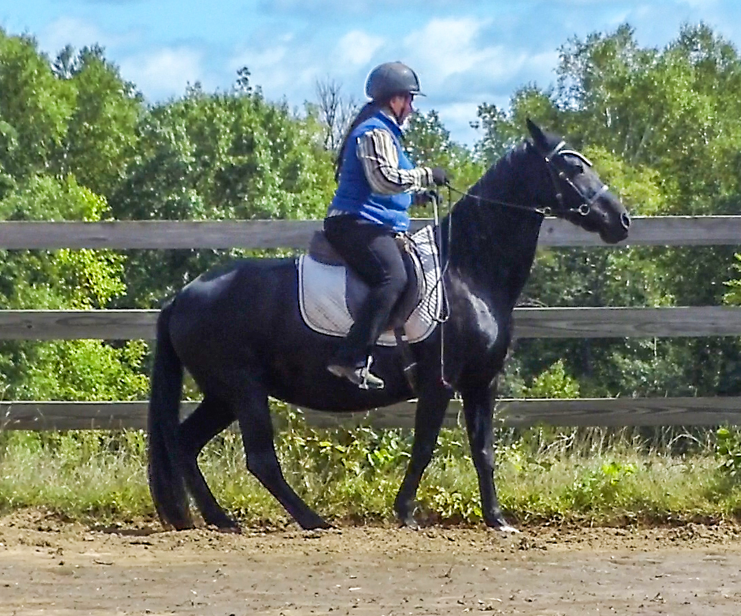 Pace & the Naturally Gaited Horse Naturally Gaited