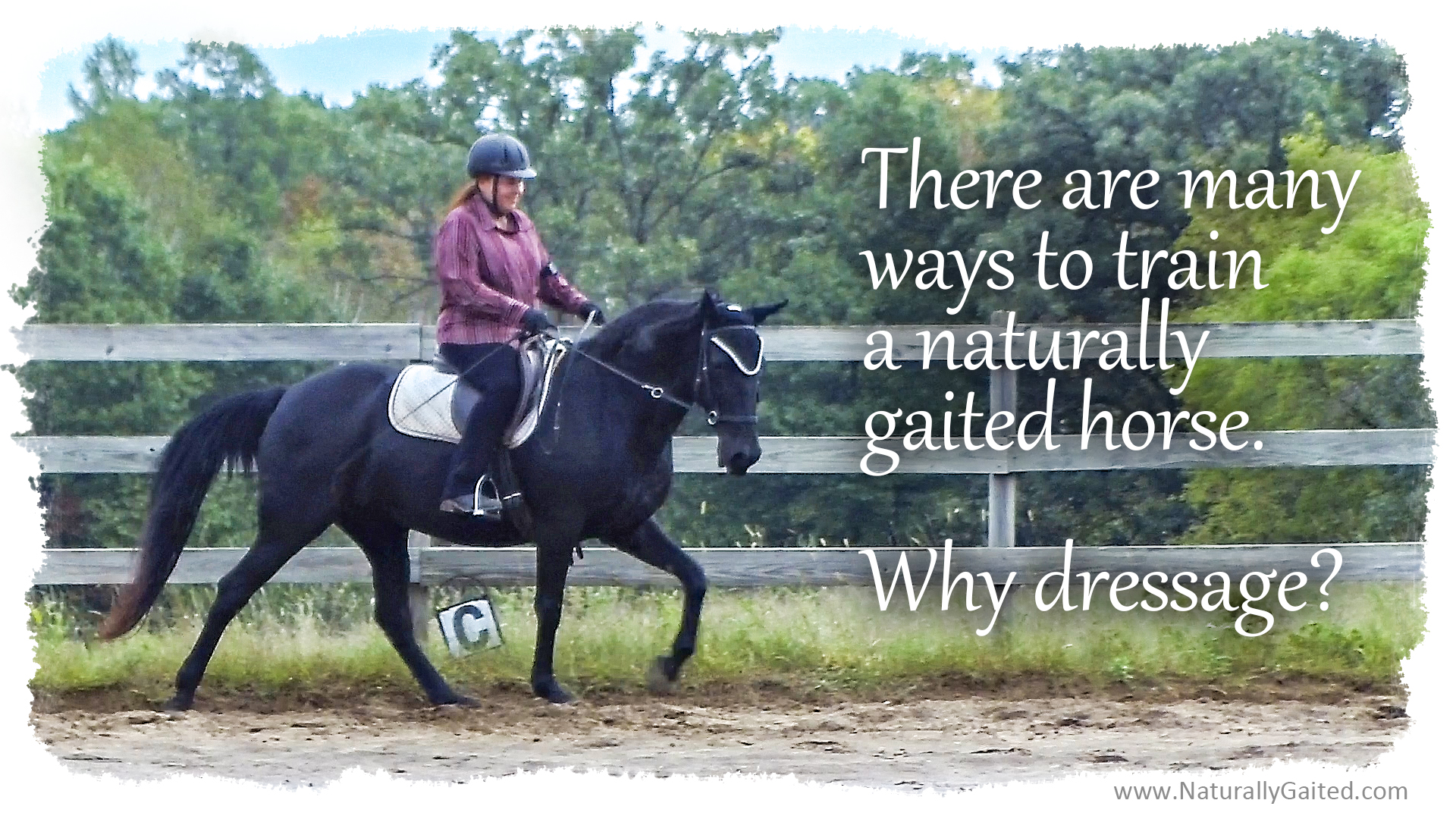 Many ways to train a gaited horse, why dressage? Naturally Gaited Horse