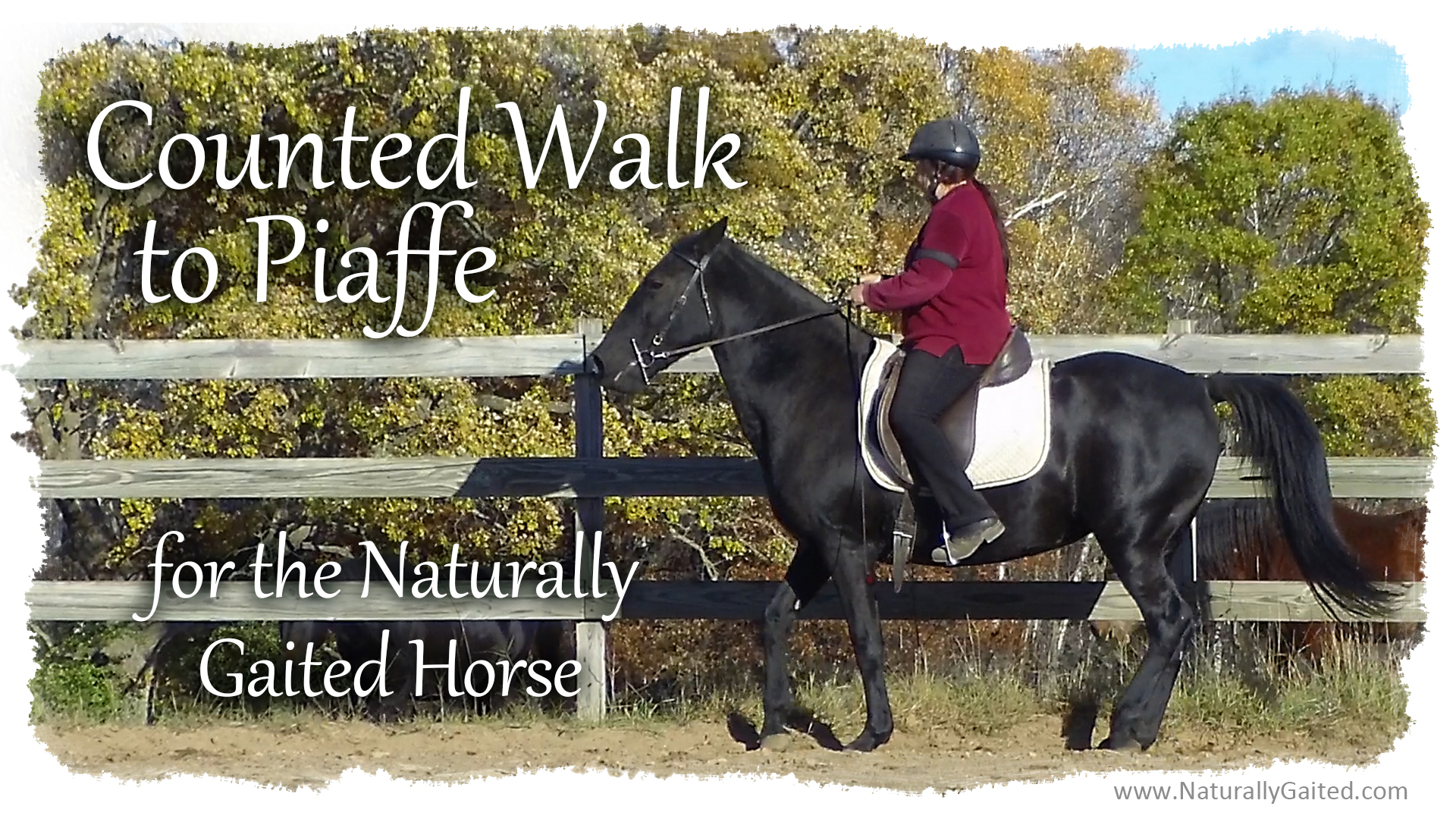Counted Walk to Piaffe for the Naturally Gaited Horse Naturally