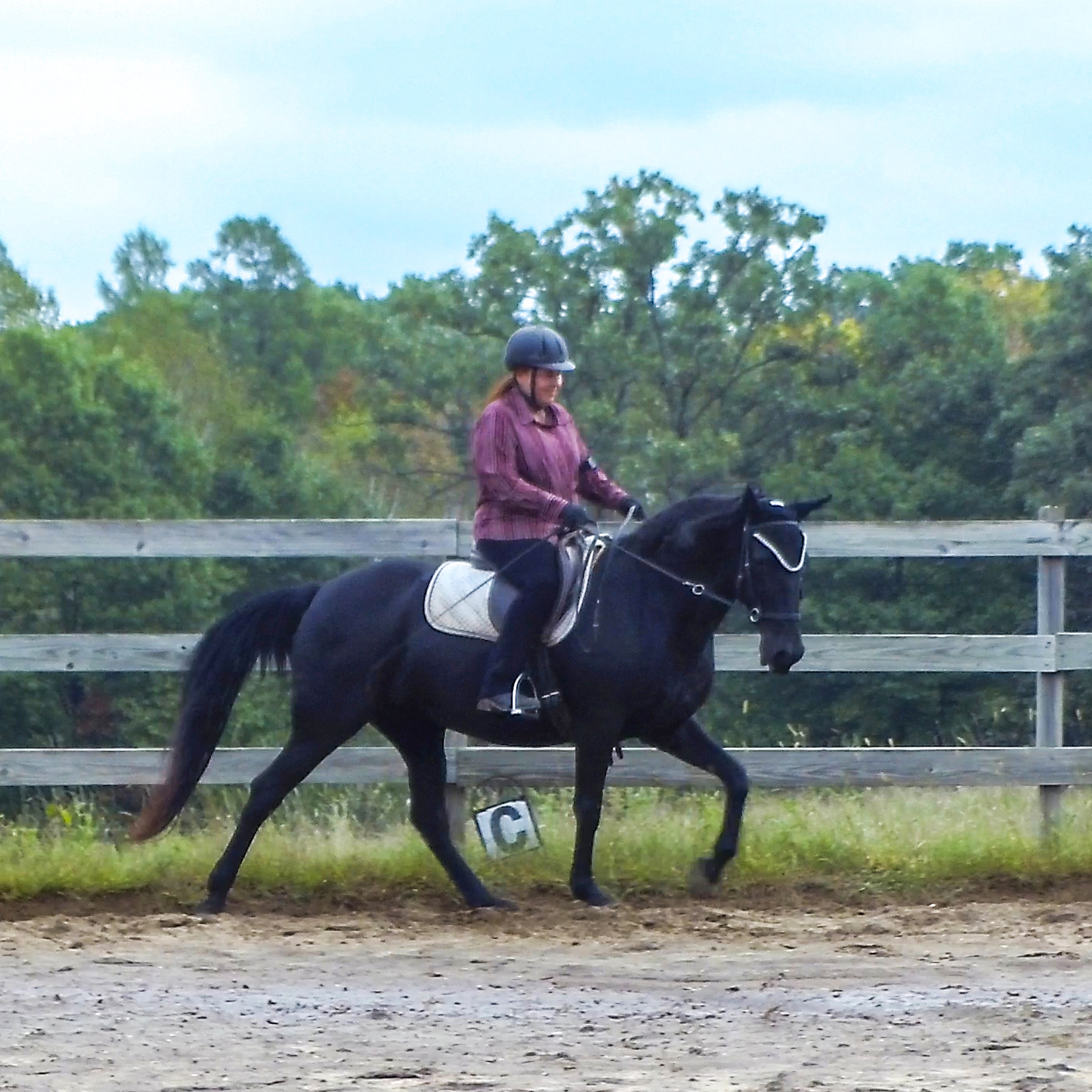 Balanced flat walk in a bitless bridle Naturally Gaited Horse