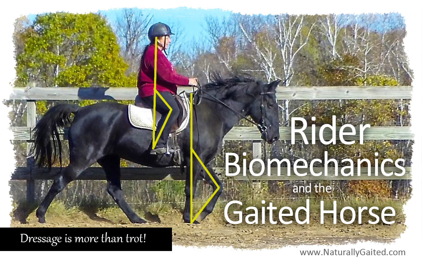 Rider Biomechanics and the Gaited Horse Naturally Gaited Horse