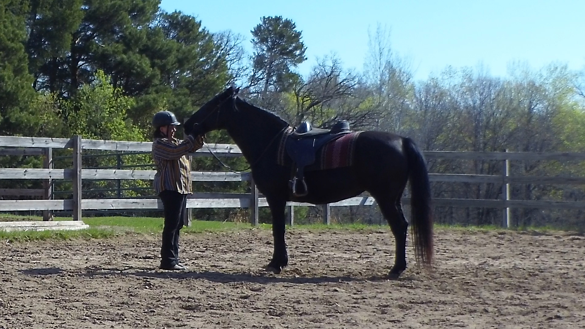 Teaching the horse to carry its own head and neck Naturally Gaited Horse