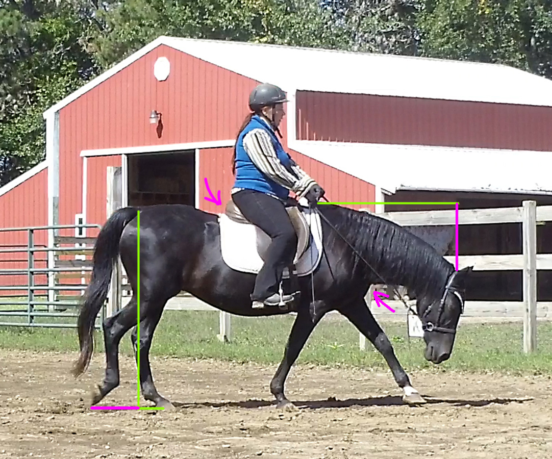 Long and low on the forehand Naturally Gaited Horse