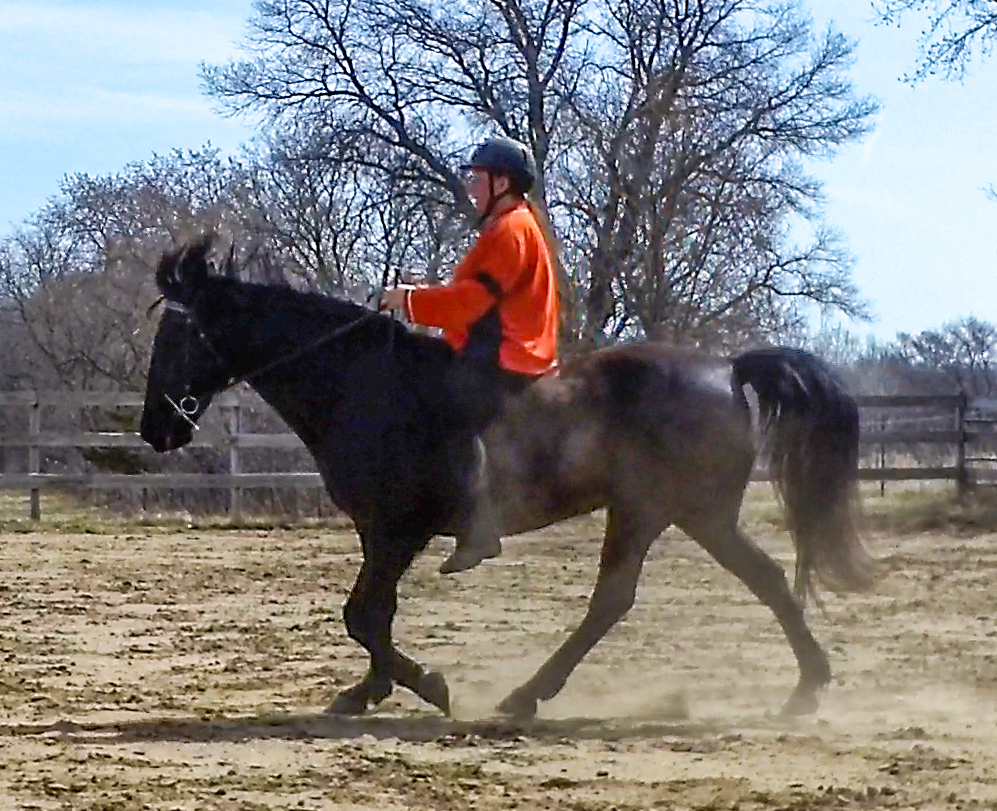 Tennessee walking horse flat walk bareback Naturally Gaited Horse