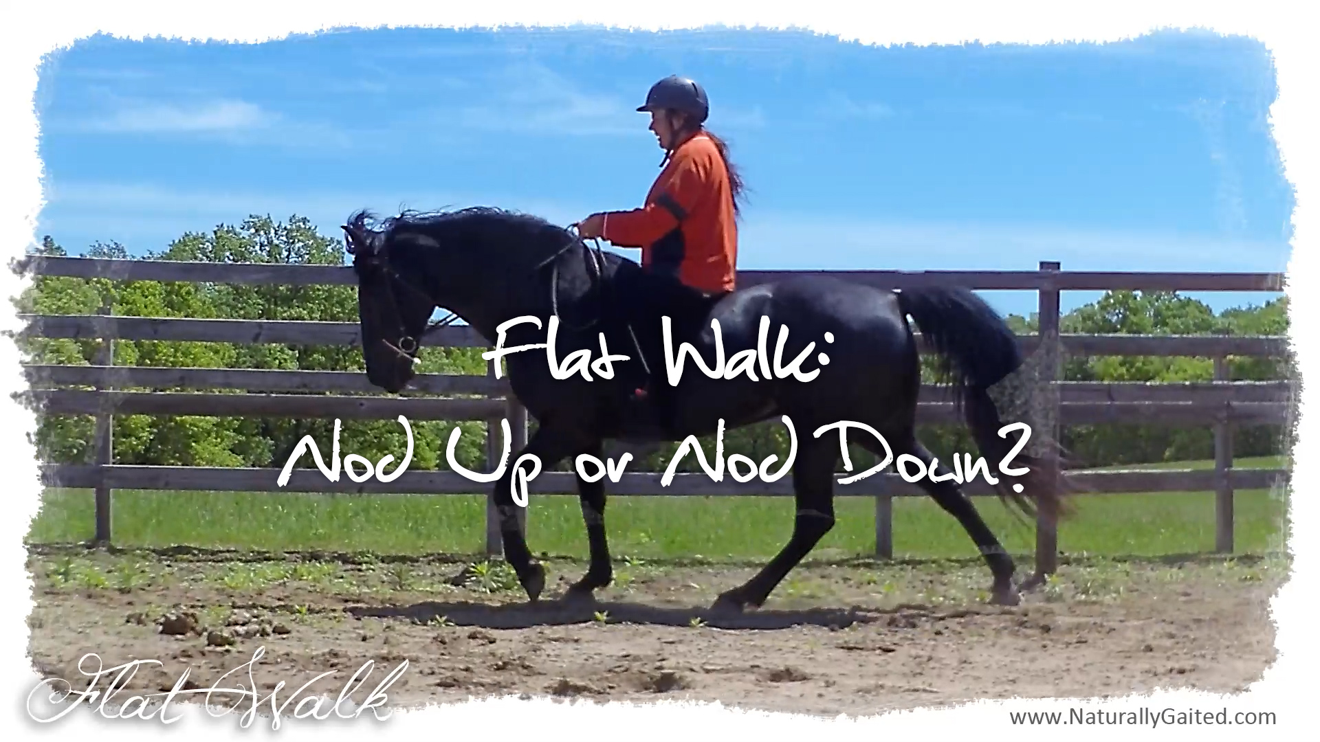 Flat walk Head nod up or nod down? Naturally Gaited Horse