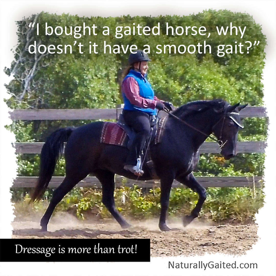 whyismygaitedhorsenotgaiting1 Naturally Gaited Horse