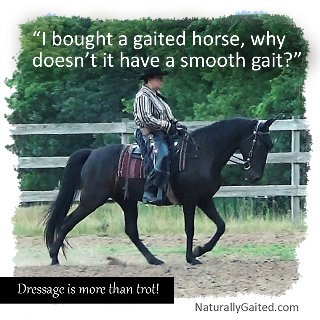 whyismygaitedhorsenotgaiting Naturally Gaited Horse