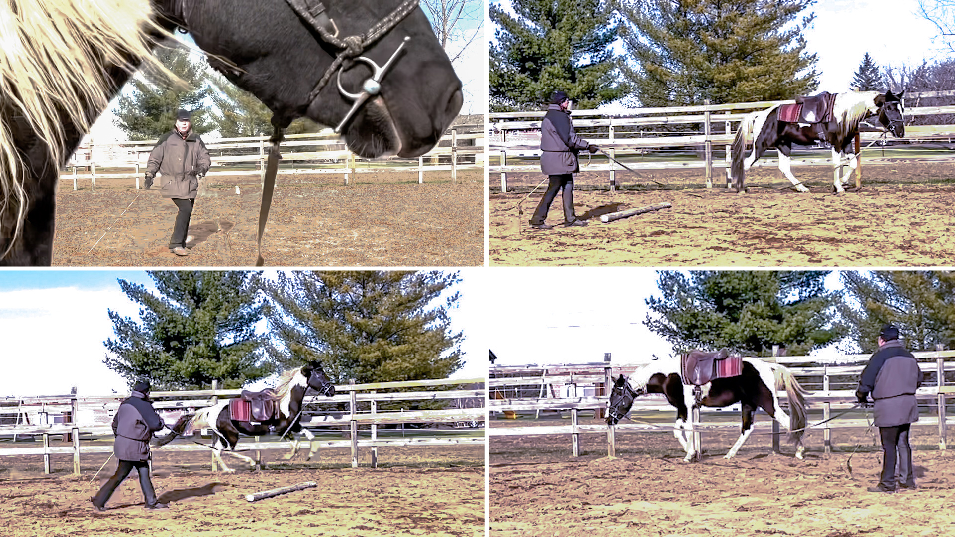 featuredlungingthegaitedhorse Naturally Gaited Horse