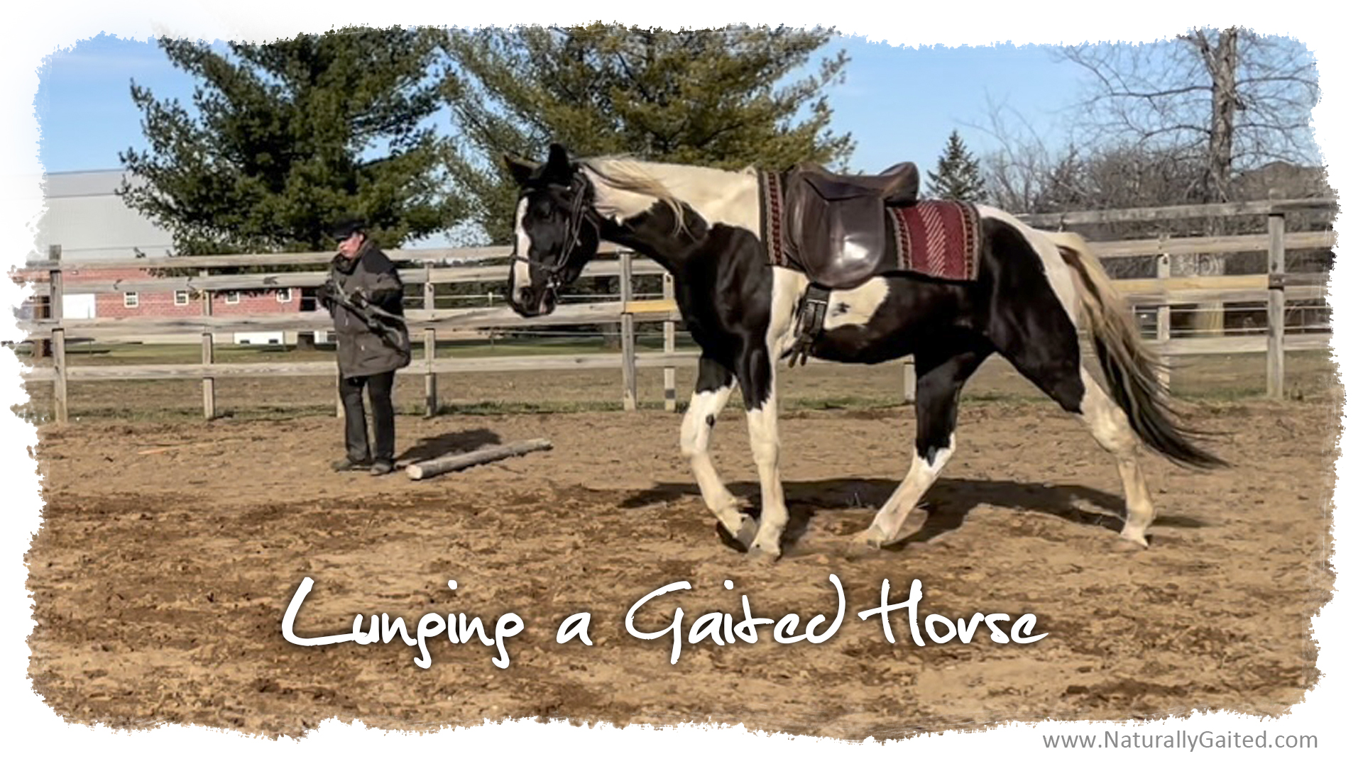 Lunging a Gaited Horse Naturally Gaited Horse