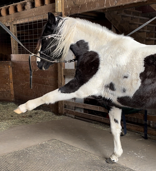 Leftlegjambette Naturally Gaited Horse