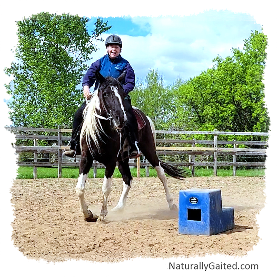 starting a gaited horse under saddle using dressage fifth ride