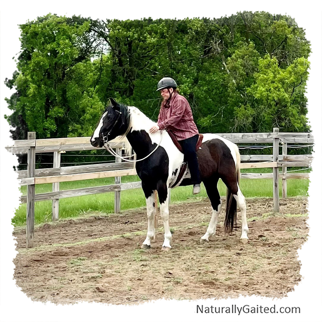 starting a gaited horse under saddle using dressage ride