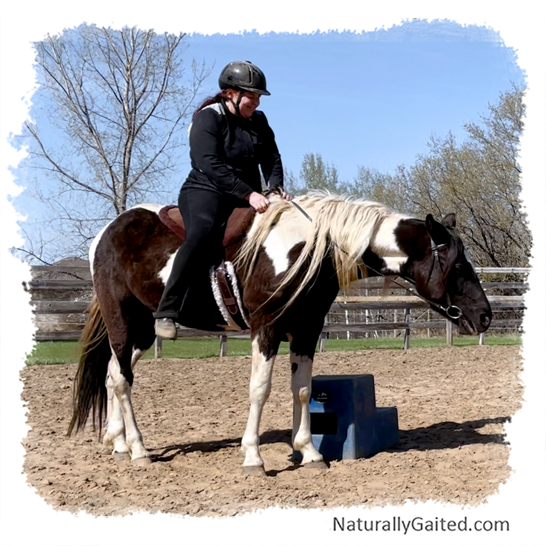 starting a gaited horse under saddle using dressage first time in saddle Naturally Gaited Horse