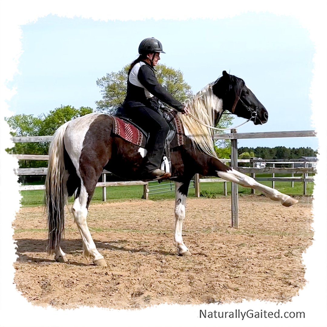 starting a gaited horse under saddle using dressage seventh ride