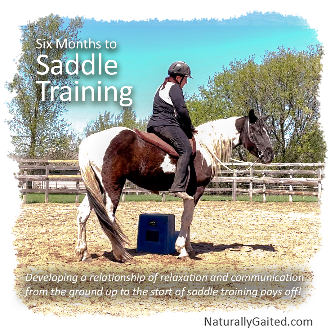 Six months to saddle training using dressage for the gaited horse