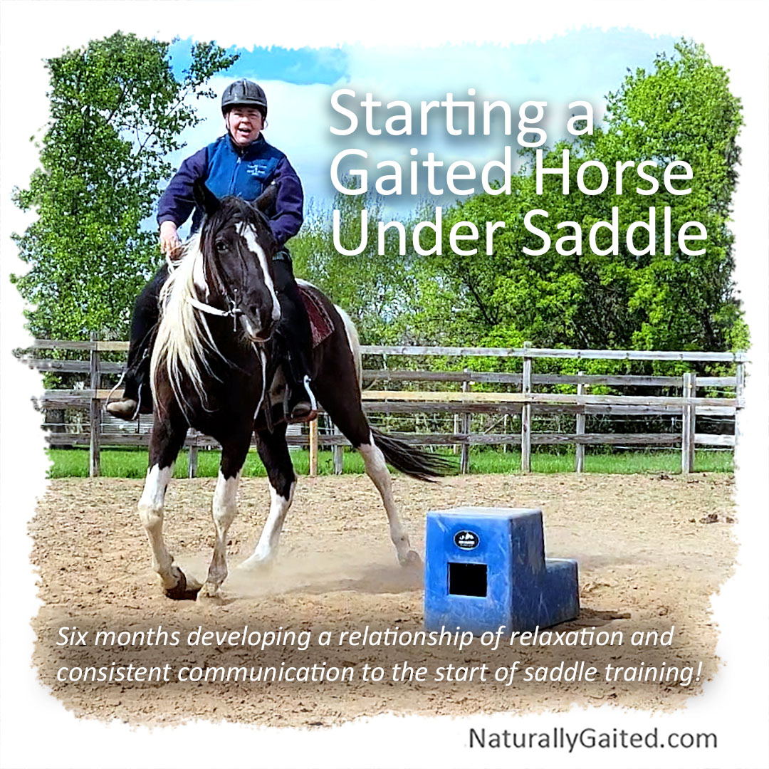 Starting a Gaited Horse Under Saddle Naturally Gaited Horse