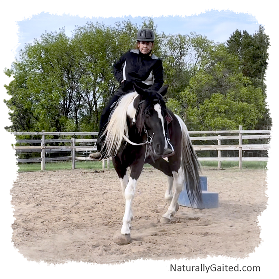 starting a gaited horse under saddle using dressage fourth ride