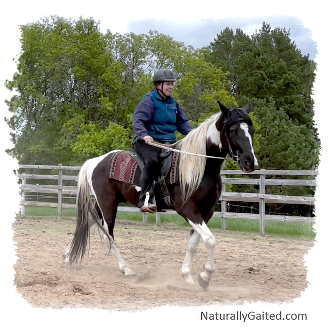starting a gaited horse under saddle using dressage fourth ride
