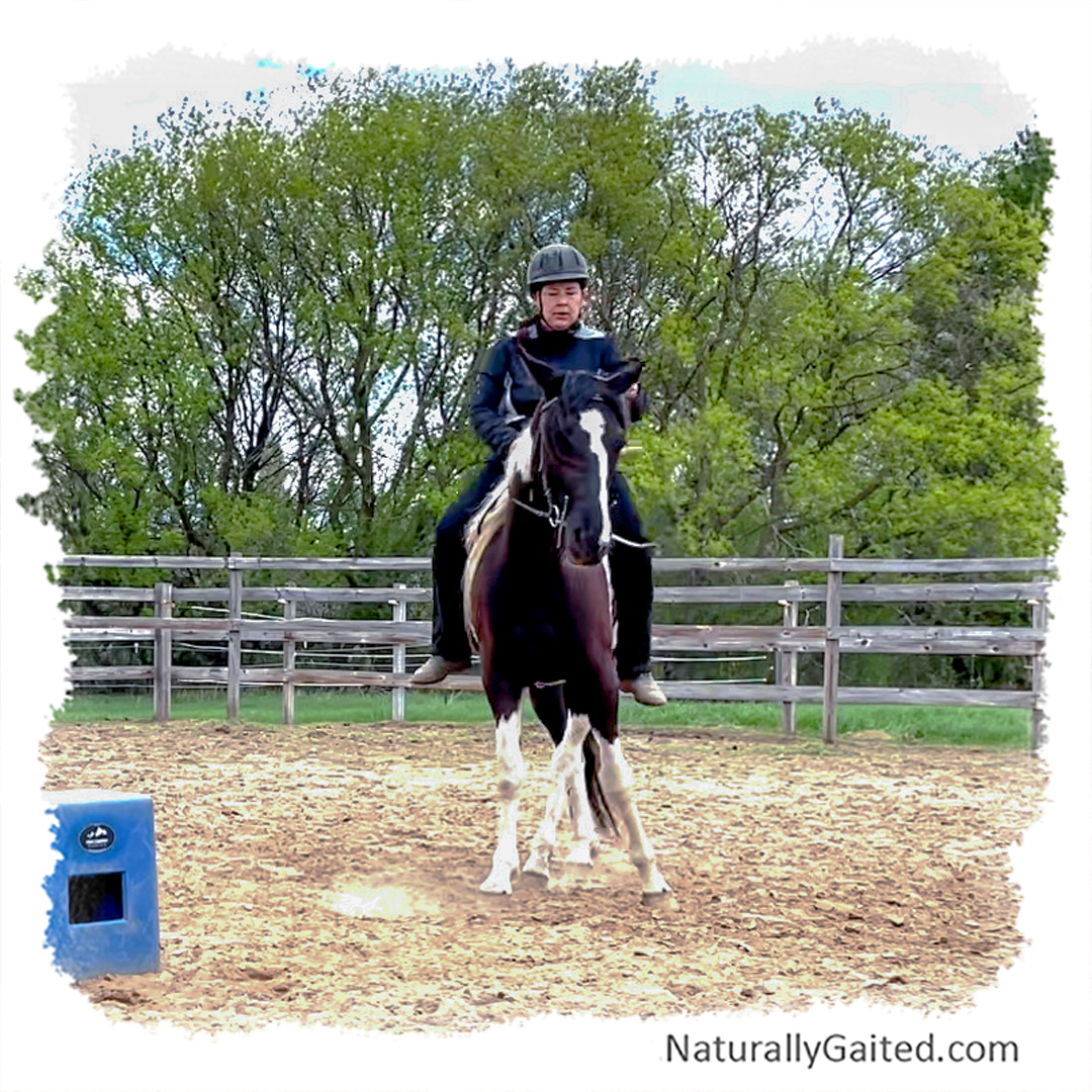 starting a gaited horse under saddle using dressage third ride