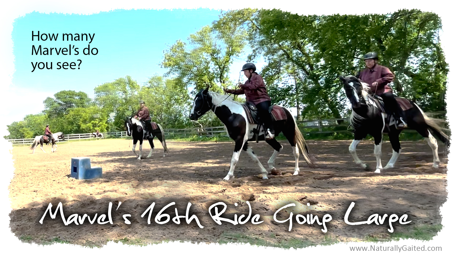 61222starting a gaited horse under saddle 16th ride Naturally Gaited Horse